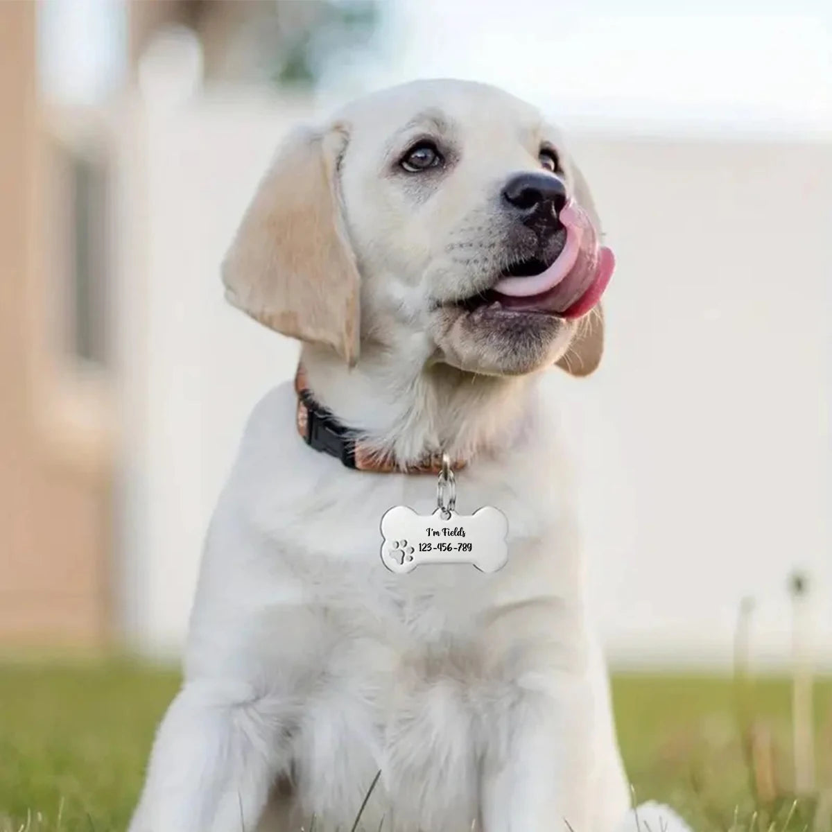 Personalised Bone-Shaped Dog Tag | Custom Engraved Stainless Steel Pet ID Tag - Zenflow Active